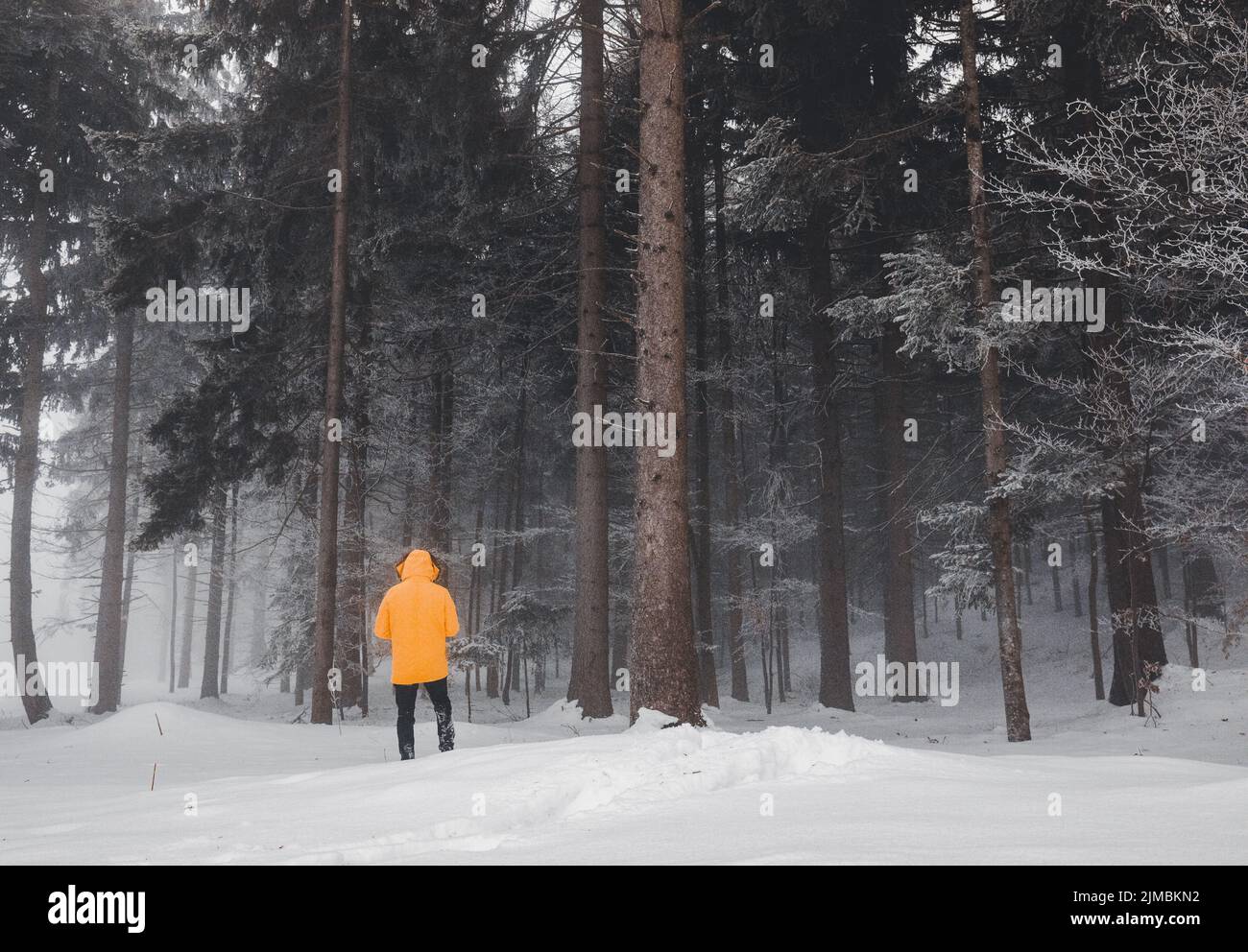 Rückansicht Nahaufnahme einer Person, die gelbe Jacke und Hut trägt, zu Fuß in der schönen Wintersaison voller Bäume allein, Boden covere Stockfoto