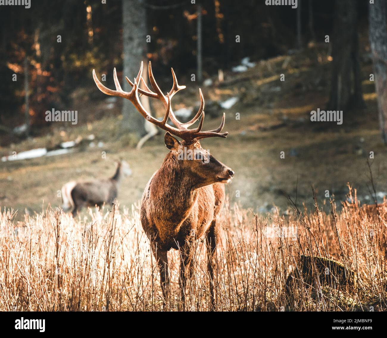 Rotwild Hirsch Porträt im Herbstwald Stockfoto