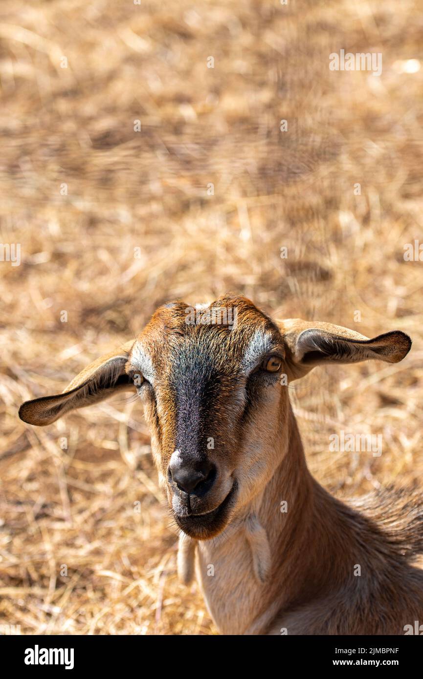 Ziege schaut mit langen Floppy-Ohren auf die Kamera, komisch aussehende Ziege, lustige Ziege, großohrige Ziege, humorvolle Ziege, Ziege lächelt vor der Kamera, Kinder, Kindermädchen, Stockfoto