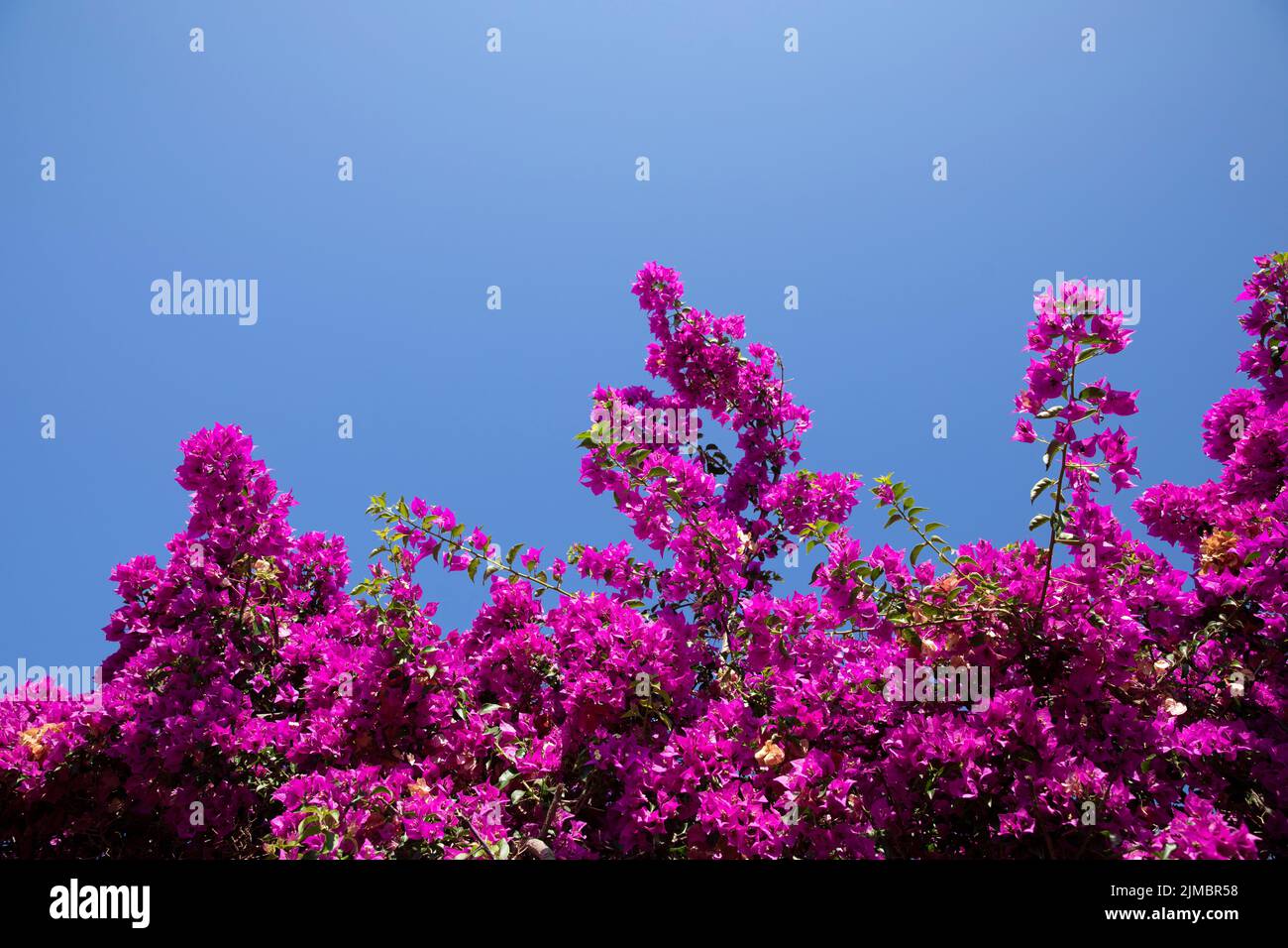 Calvi Korsika mittelmeer, große Bougainvillea Blumen Stockfoto