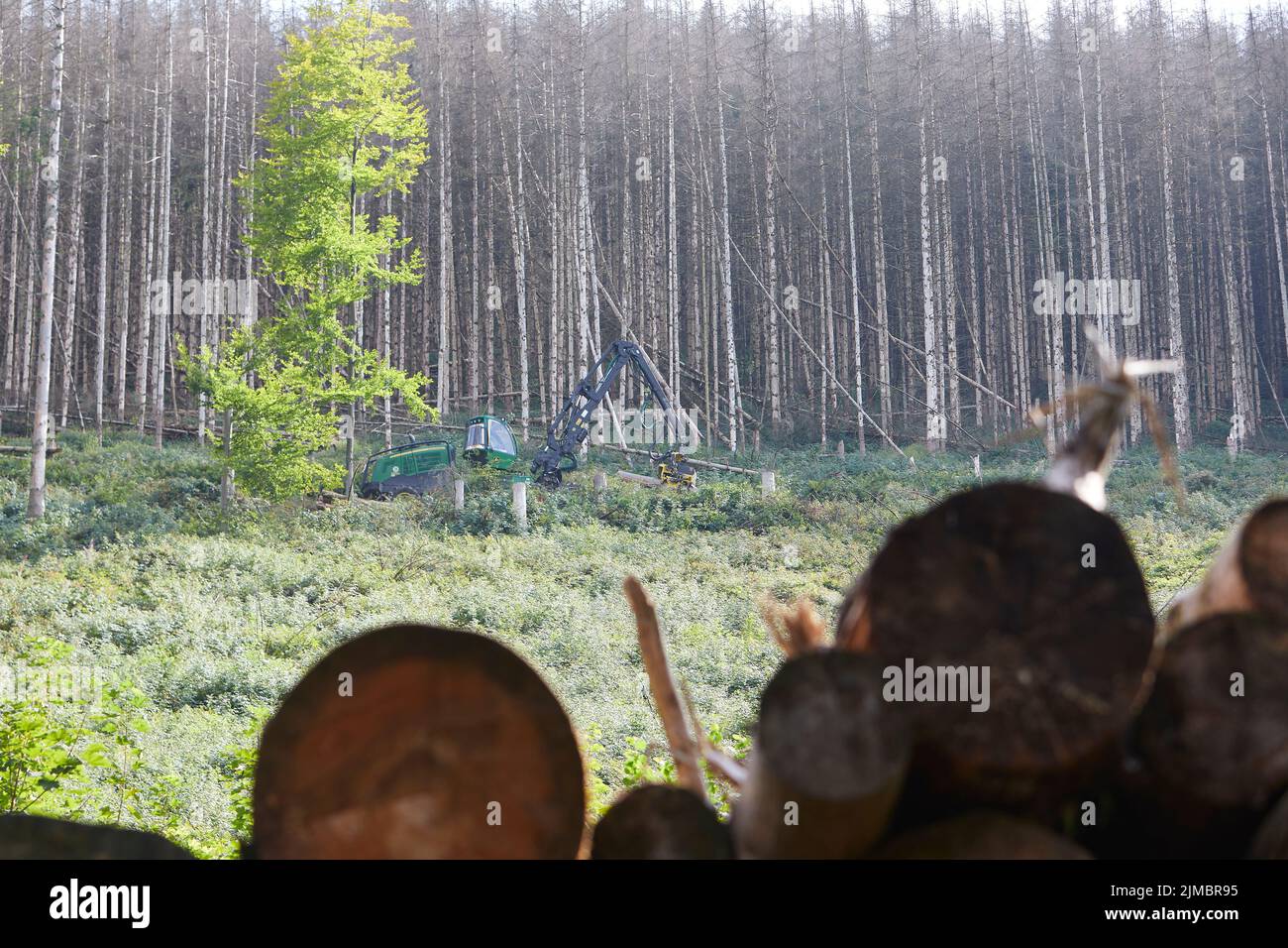 Mueschede, NRW, Deutschland,08 05 2022, Holzfällerarbeit in einem Wald mit toten Tannen, Schneidemaschine Stockfoto
