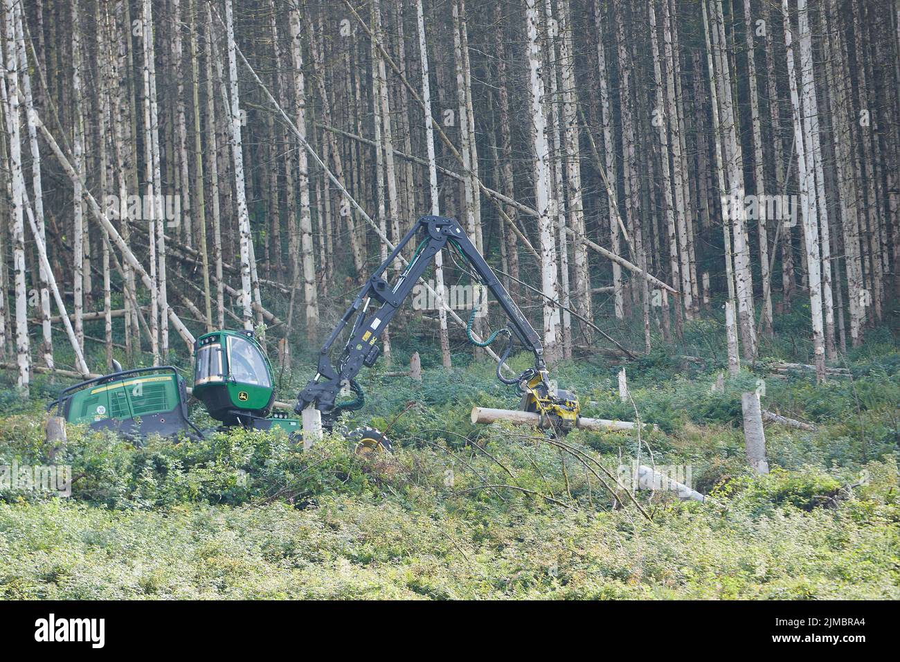 Mueschede, NRW, Deutschland,08 05 2022, Holzfällerarbeit in einem Wald mit toten Tannen, Schneidemaschine Stockfoto