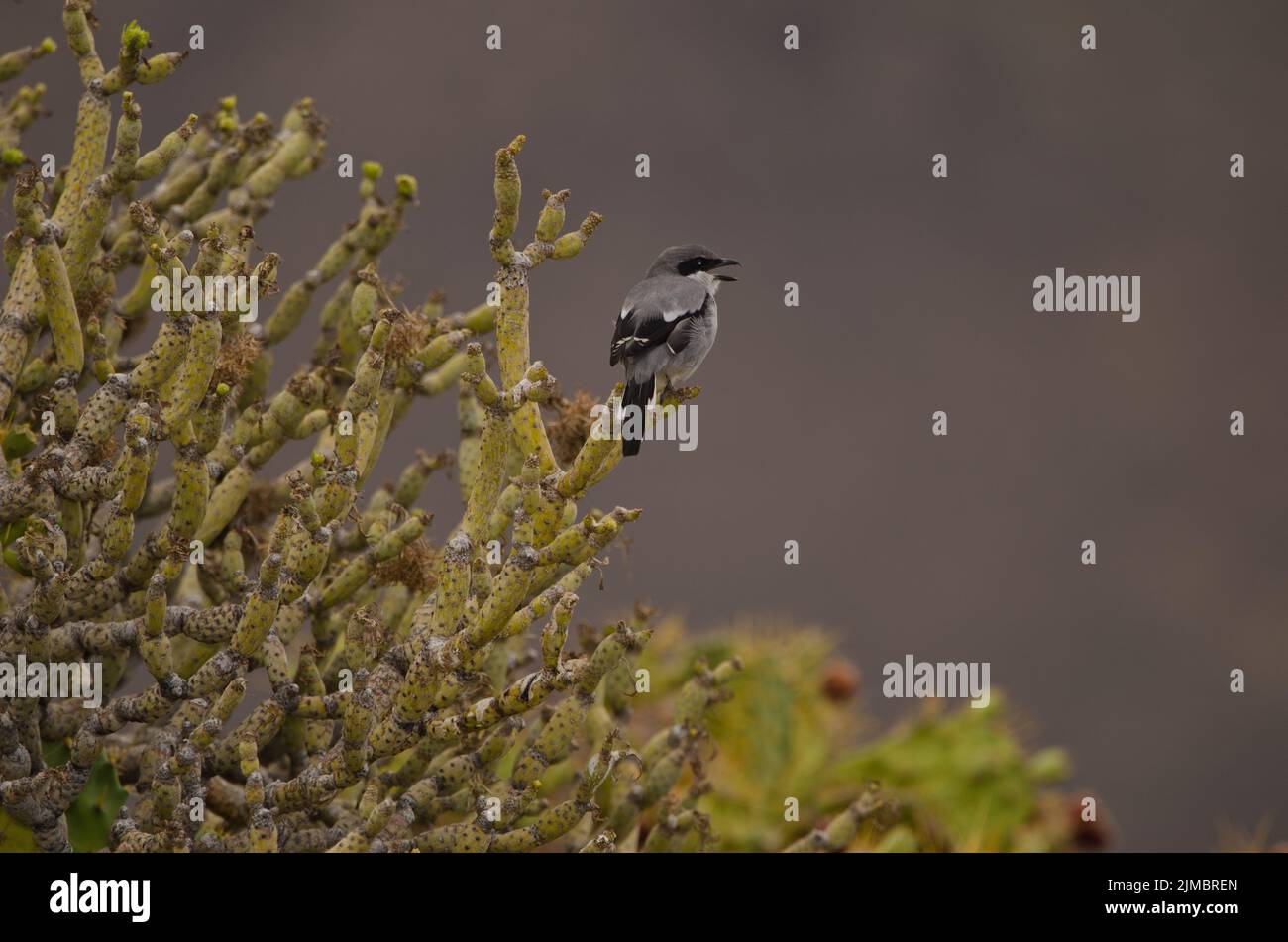 Südlicher Grauwürger Lanius meridionalis koenigi ruft. Agaete. Gran Canaria. Kanarische Inseln. Spanien. Stockfoto