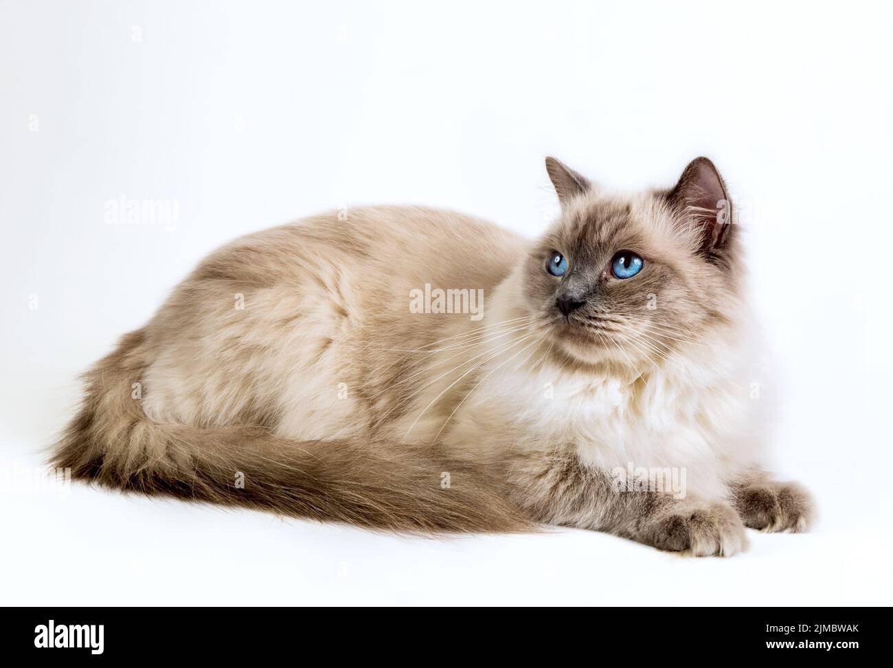 Flauschige Katze Ragdoll auf weißem Hintergrund Stockfoto