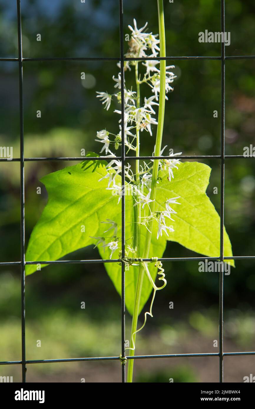 Kletterpflanze mit Blumen auf einem Drahtgeflecht Stockfoto