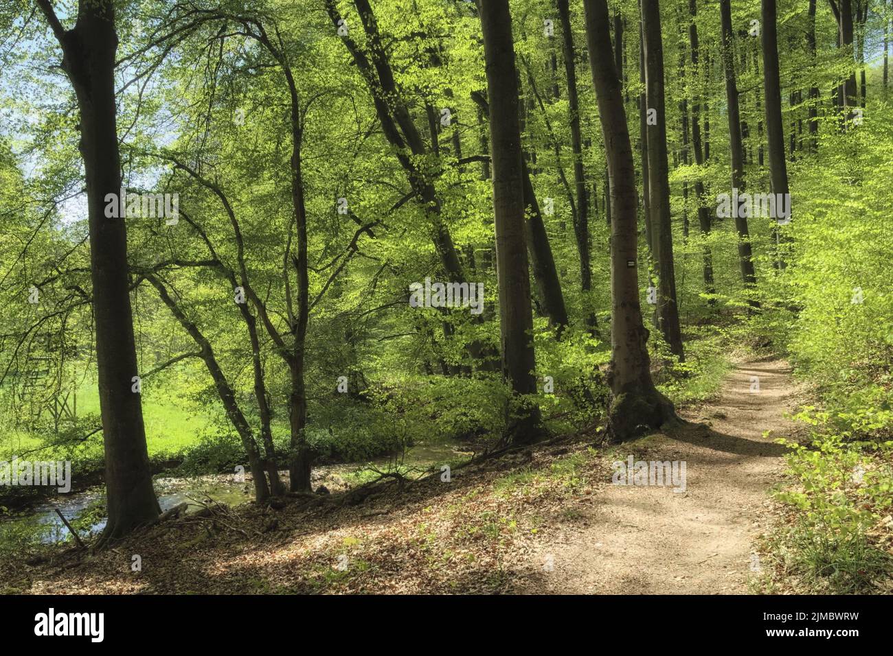 Bad MÃ¼nder - Trail im Waltersbacher Tal am Deister, Deutschland Stockfoto