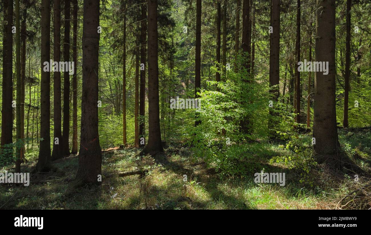 Deister - Fichtenwald mit Buche, Deutschland Stockfoto