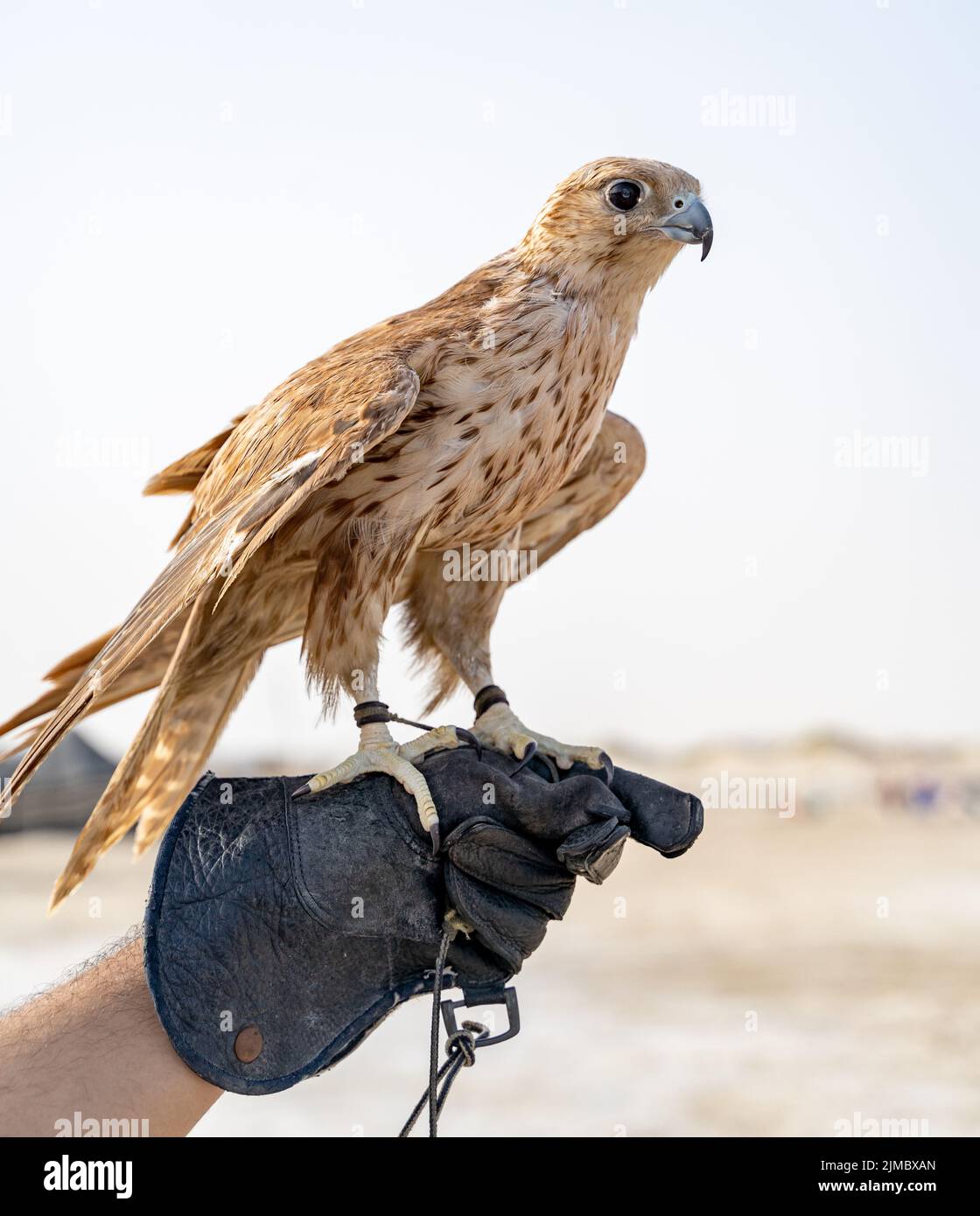 Mann, der White und Beige Falcon mit einem Lederhandschuh hält. Stockfoto