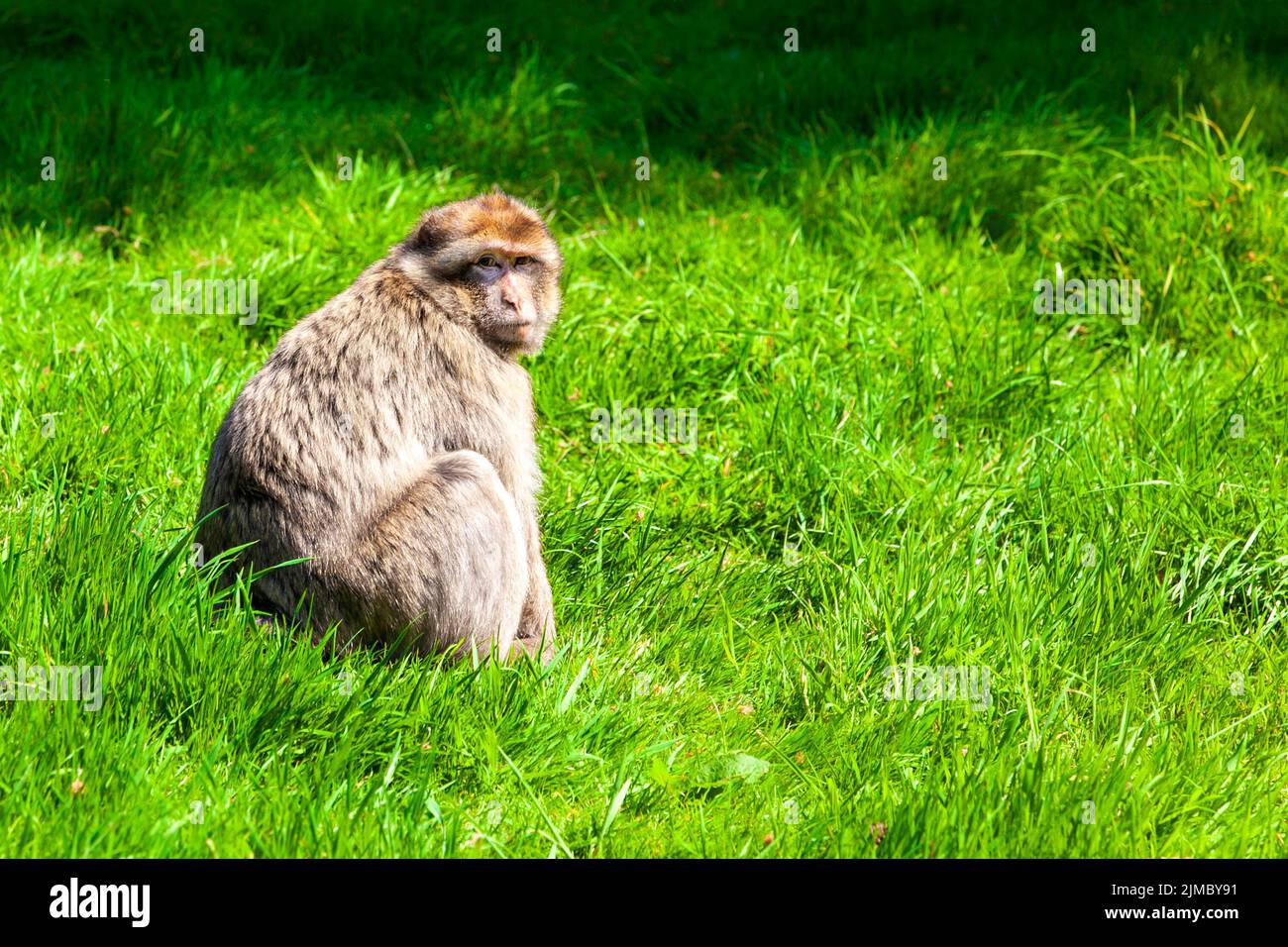 Barbaren Makaken (Barbaren Makaken) im Trentham Monkey Forest, Stoke-on-Trent, Staffordshire, Großbritannien Stockfoto