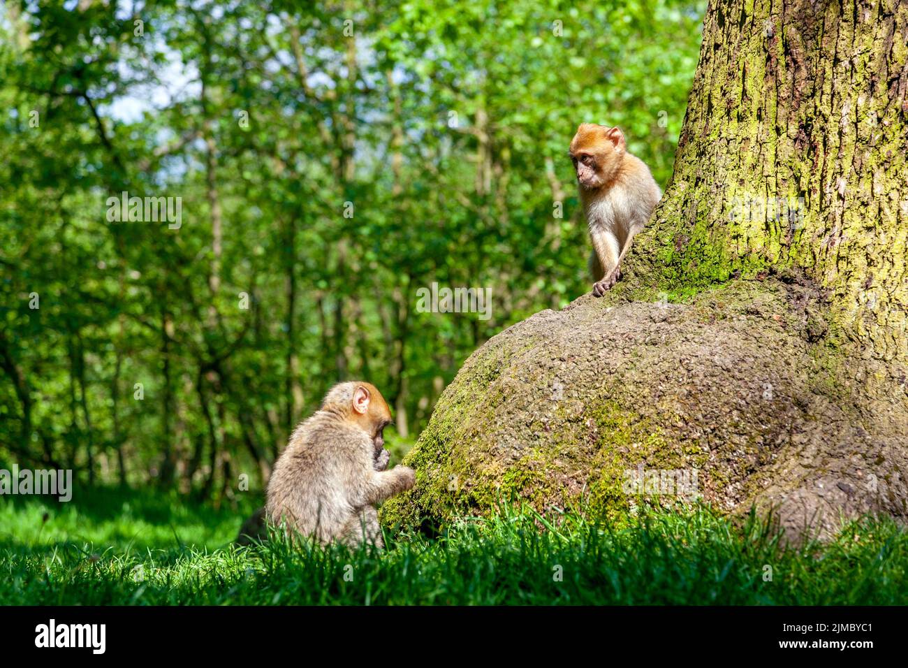 Zwei barbarische Makaken (Barbaren Makaken) sitzen an einem Baum im Trentham Monkey Forest, Stoke-on-Trent, Staffordshire, Großbritannien Stockfoto