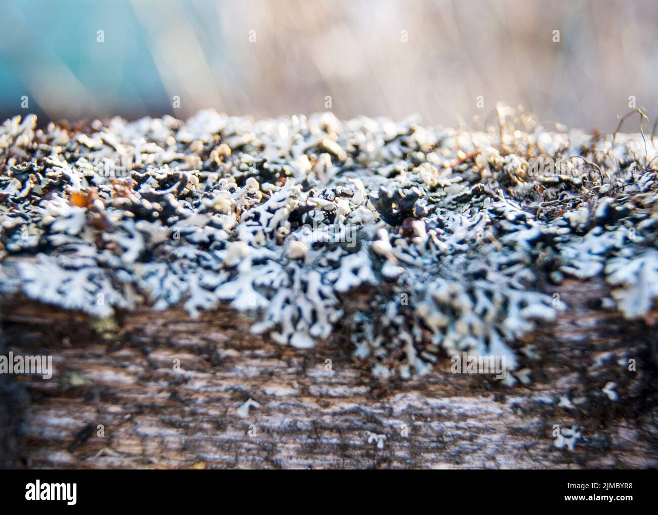 Alter Zaun - ein sehr alter Baum, der mit einem kleinen grauen, sehr malerischen Moos bedeckt ist Stockfoto