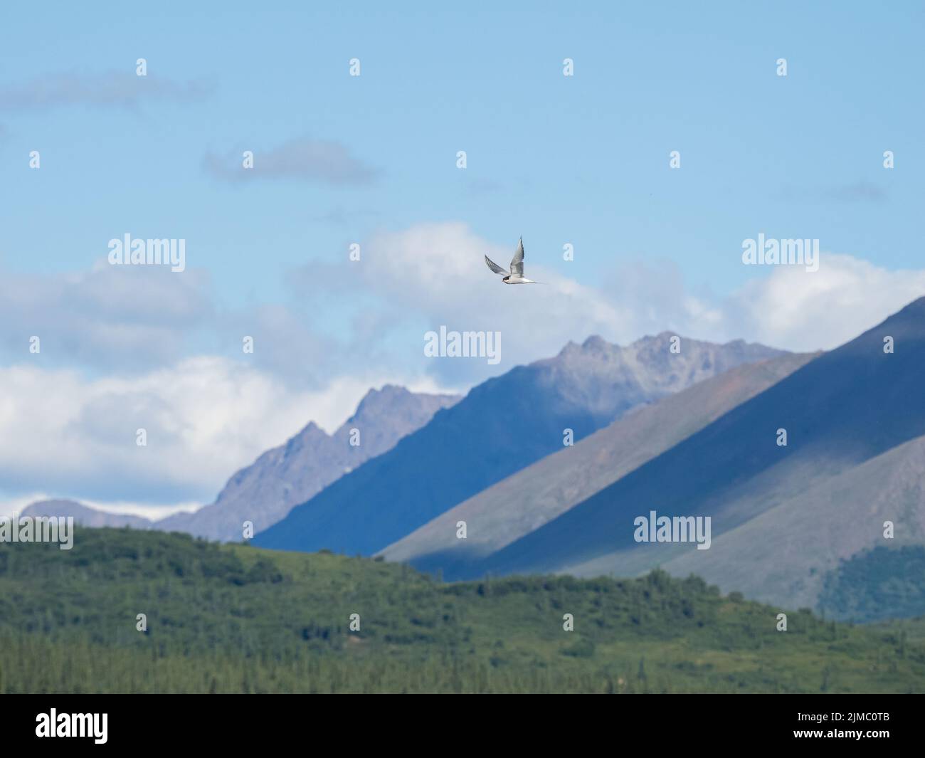 Landschaftslicht und Schatten hoher Kontrast schaffen eine dramatische Landschaft in Alaska Stockfoto