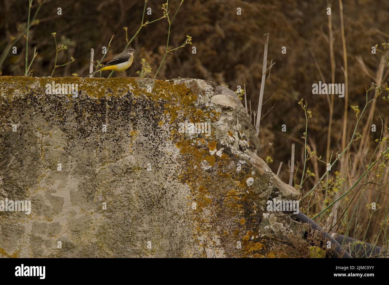 Graue Bachstelze Motacilla cinerea canariensis. Firgas. Gran Canaria. Kanarische Inseln. Spanien. Stockfoto