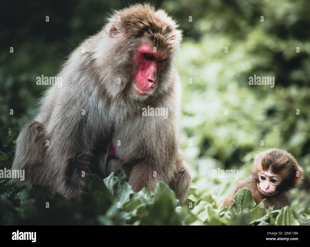 Baby macaque und seine fürsorgliche Mutter in der Natur im Sommer Stockfoto