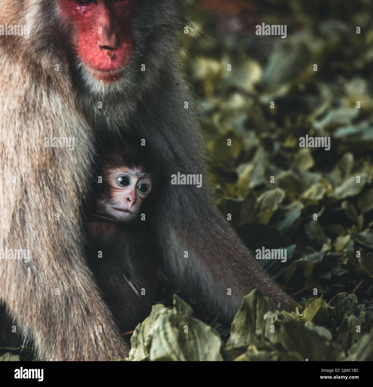 Baby macaque und seine fürsorgliche Mutter in der Natur im Sommer Stockfoto