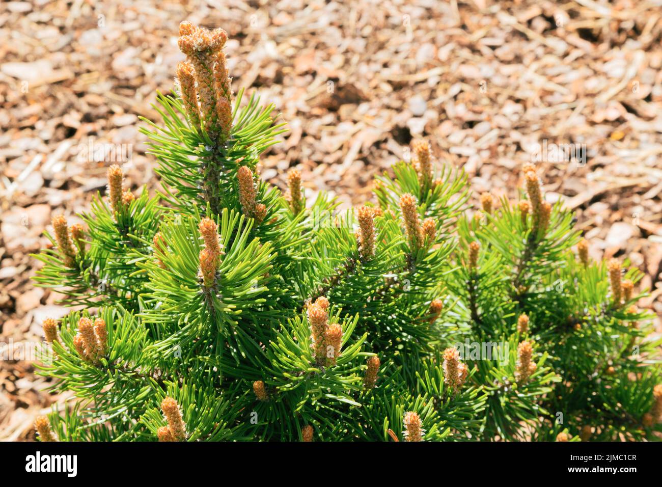 Eine im Frühjahr aufkeimende Bergkiefer (pinus mugo) mit Mulch im Hintergrund. Stockfoto