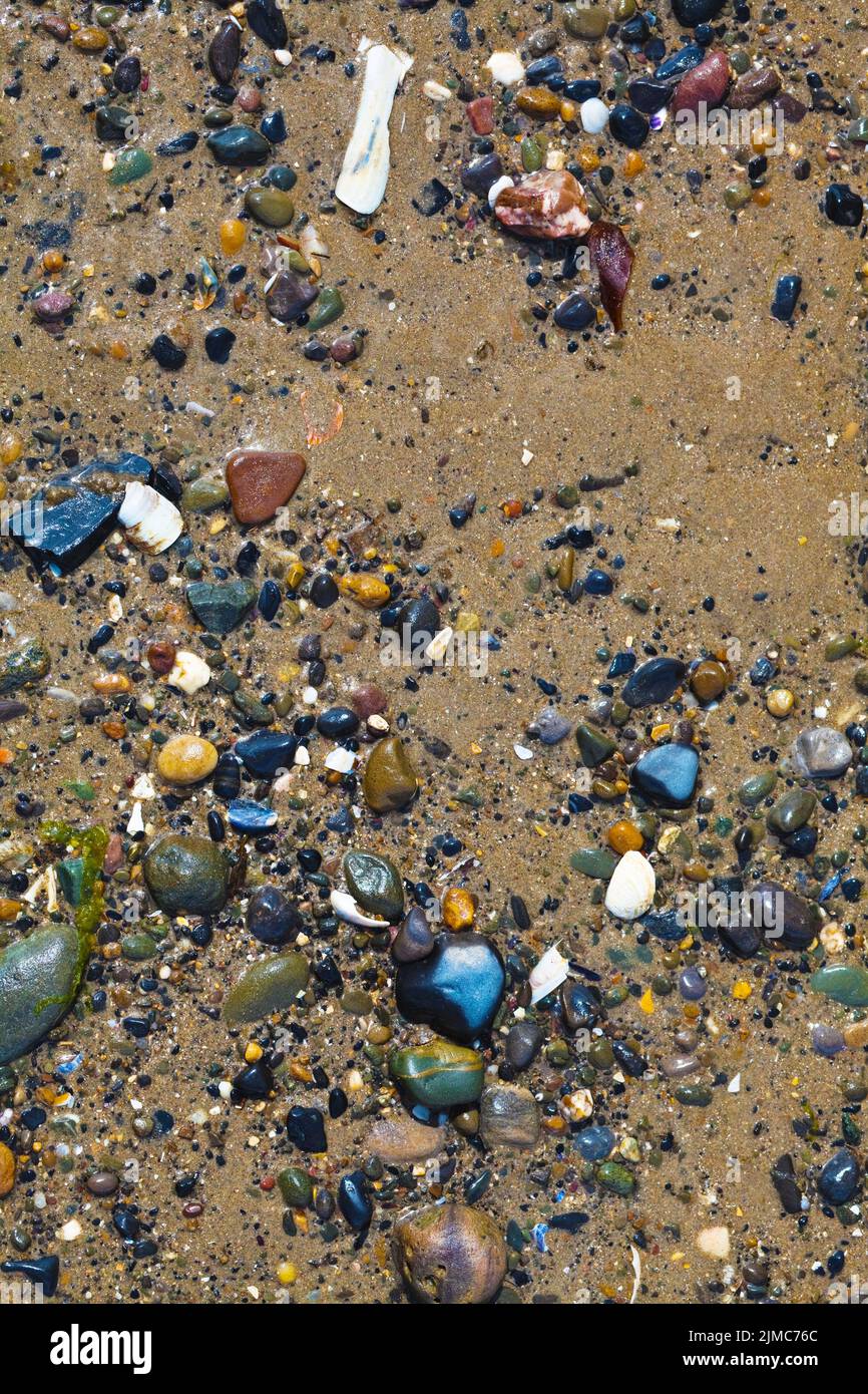 Nasse Steine und Muscheln im Sand Stockfoto