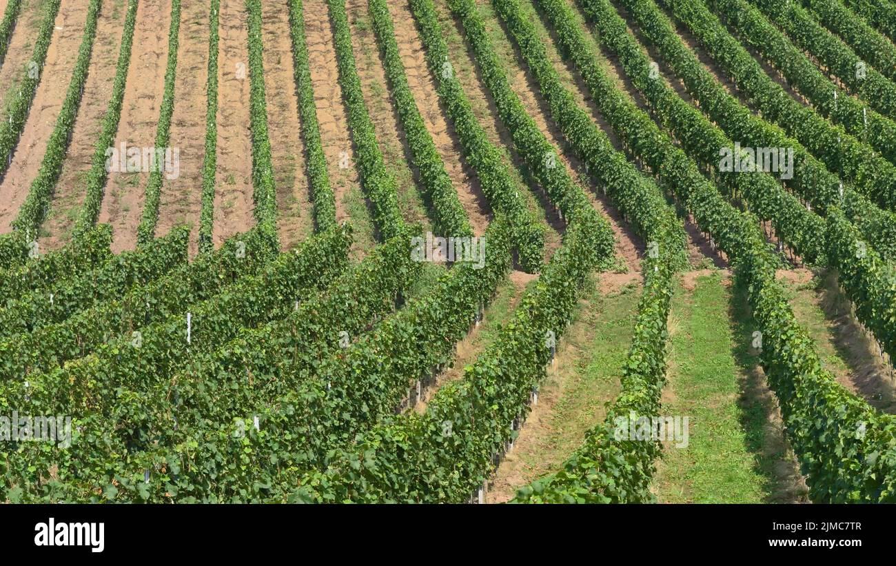 Trier - Weinberg, Deutschland Stockfoto