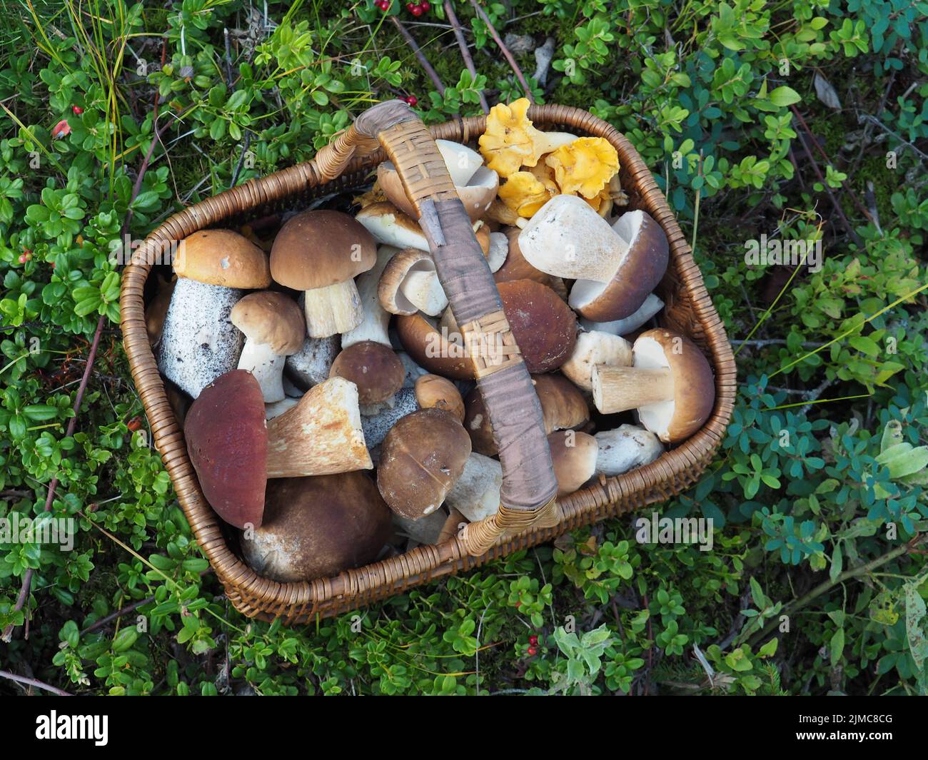 Pilzkorb mit mehreren Pilztypen Stockfoto