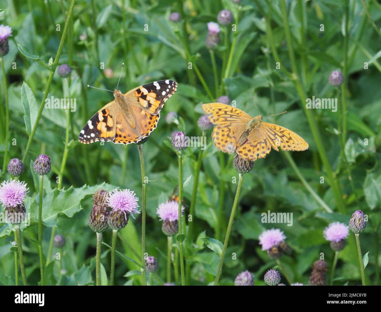 Silbergewaschene Fritillary und bemalte Dame Stockfoto