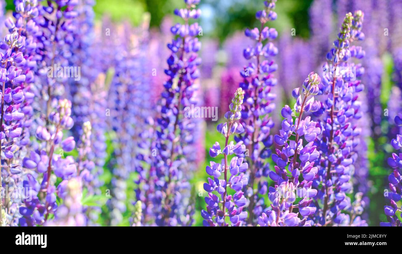 Ein schöner natürlicher Hintergrund für Ihre Projekte im Bannerformat mit einem Feld aus Lupinenblumen an einem klaren Sommertag Stockfoto