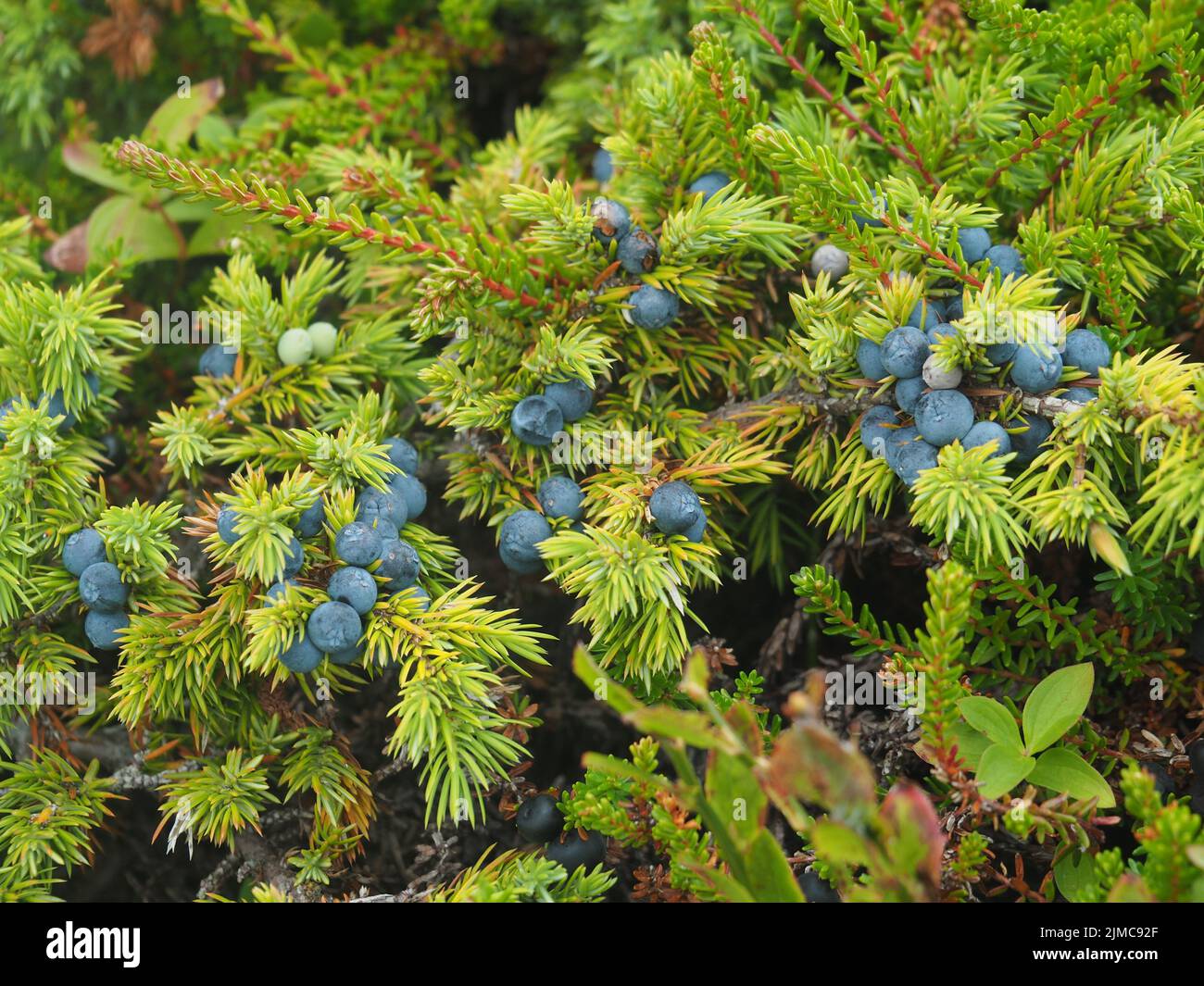 Juniperus communis, Wacholderbeeren, Stockfoto