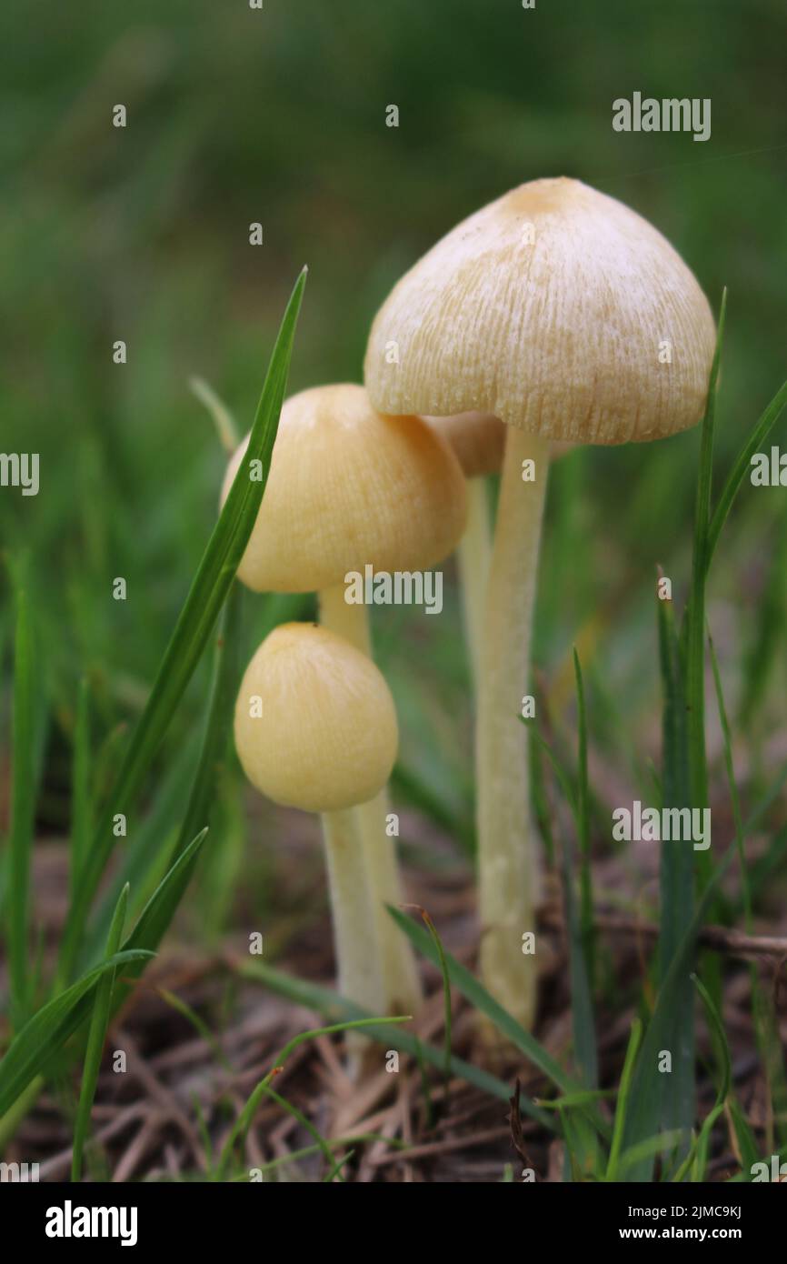 Kleine Pilze Stockfoto