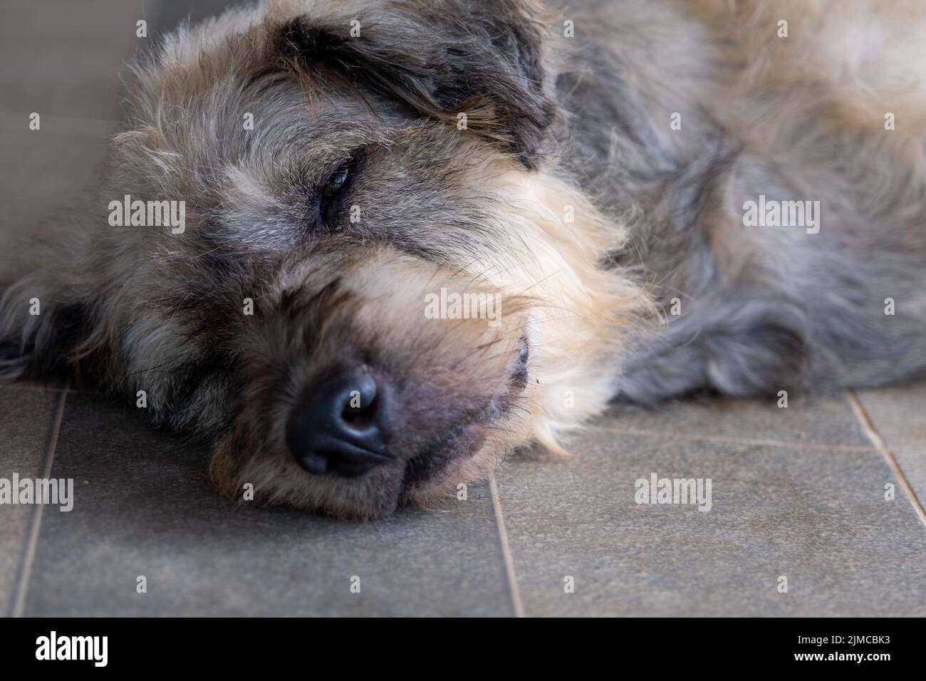 Nahaufnahme Hund Haustier Schlaf faul Legen Sie sich Eckchen sitzen Konzept. Stockfoto