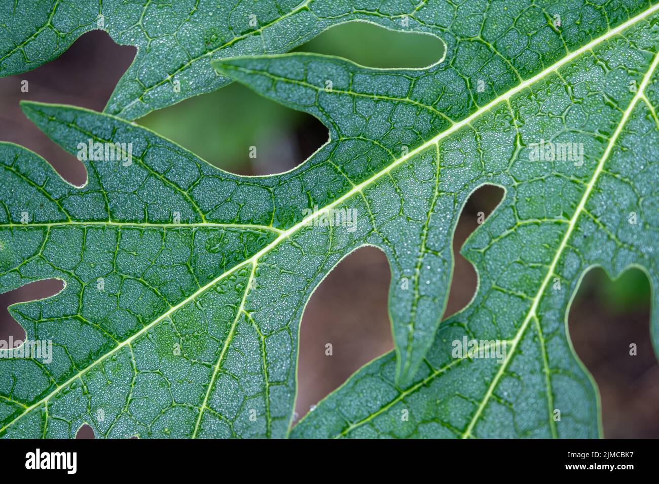 Regen Tropfen auf papaya Blatt Hintergrund zeigen Muster mit Schatten Kante, wählen Sie Fokus Stockfoto