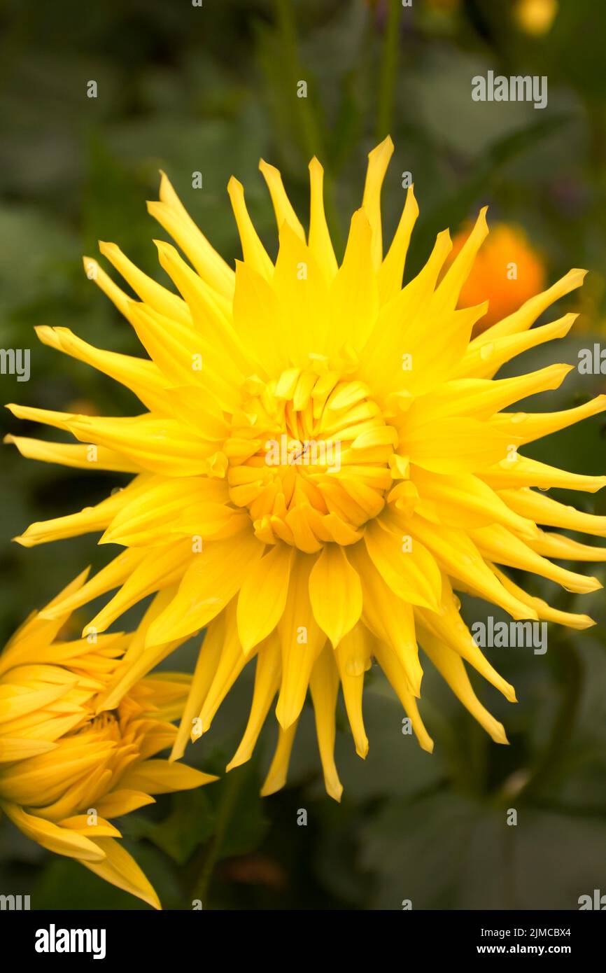 Leuchtend gelbe Dahlie mit zarten Blütenblättern Stockfoto