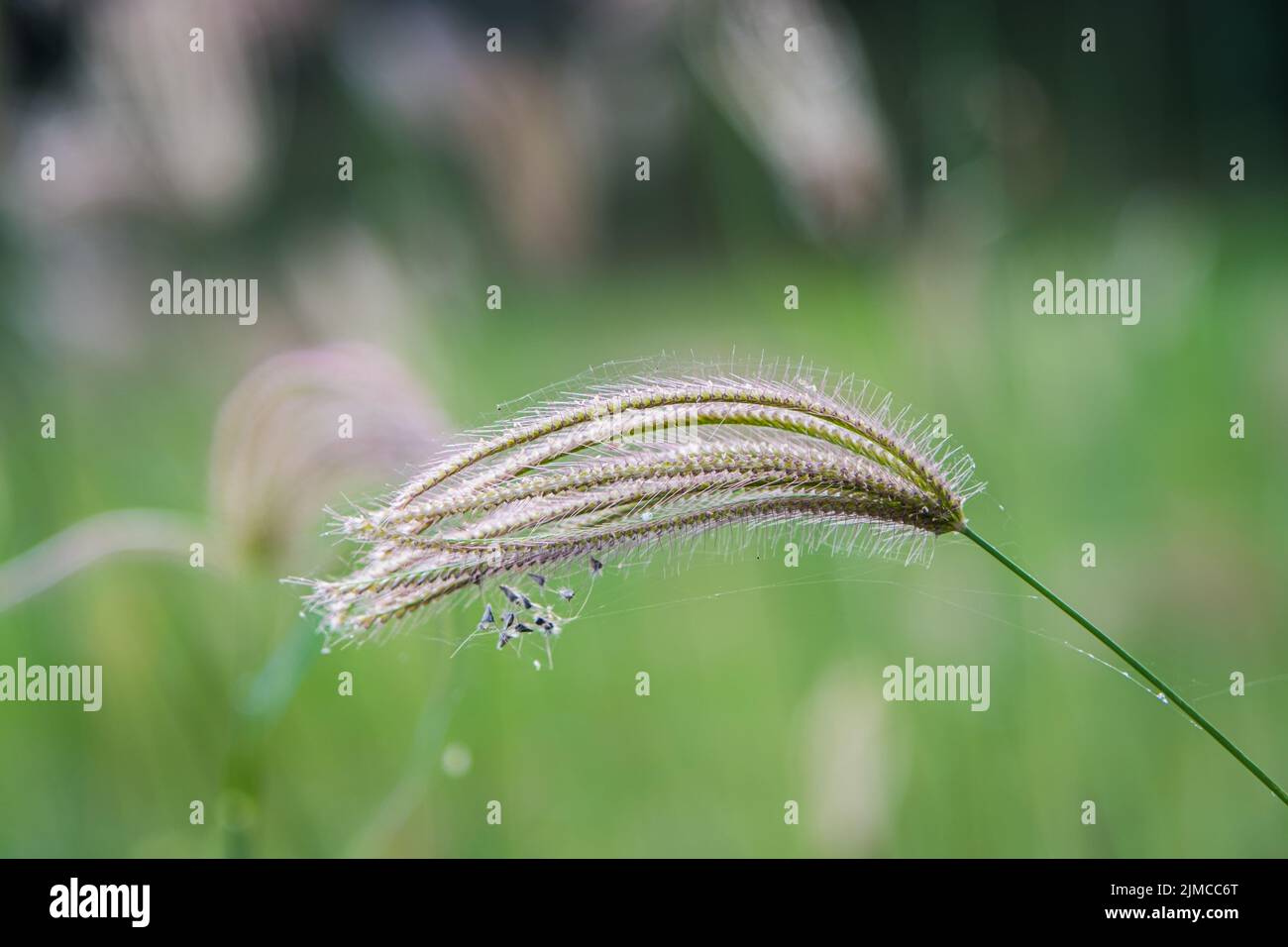 Der Fokus des Grases Blume mit unscharfen Hintergrund Stockfoto