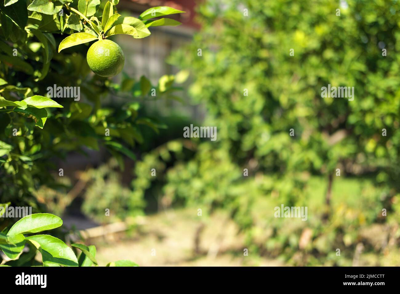 Im Sommer rohe Orangenfrucht auf dem Ast Stockfoto