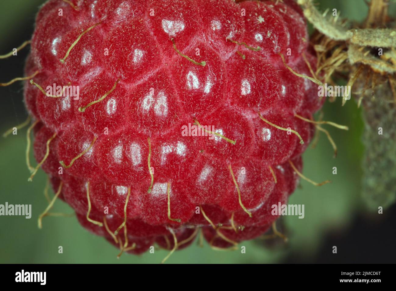 Reife Frucht der Waldhimbeere (Rubus idaeus). Waldhimbeeren sammeln man gerne für die Herstellung von Himbeersaft und Himbeerkonfitüre. Kleinschmalkal Stockfoto