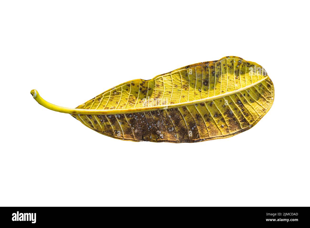 Nahaufnahme Gelbes tropisches Blatt (Plumeria, Frangipani) isoliert auf weißem Hintergrund Stockfoto