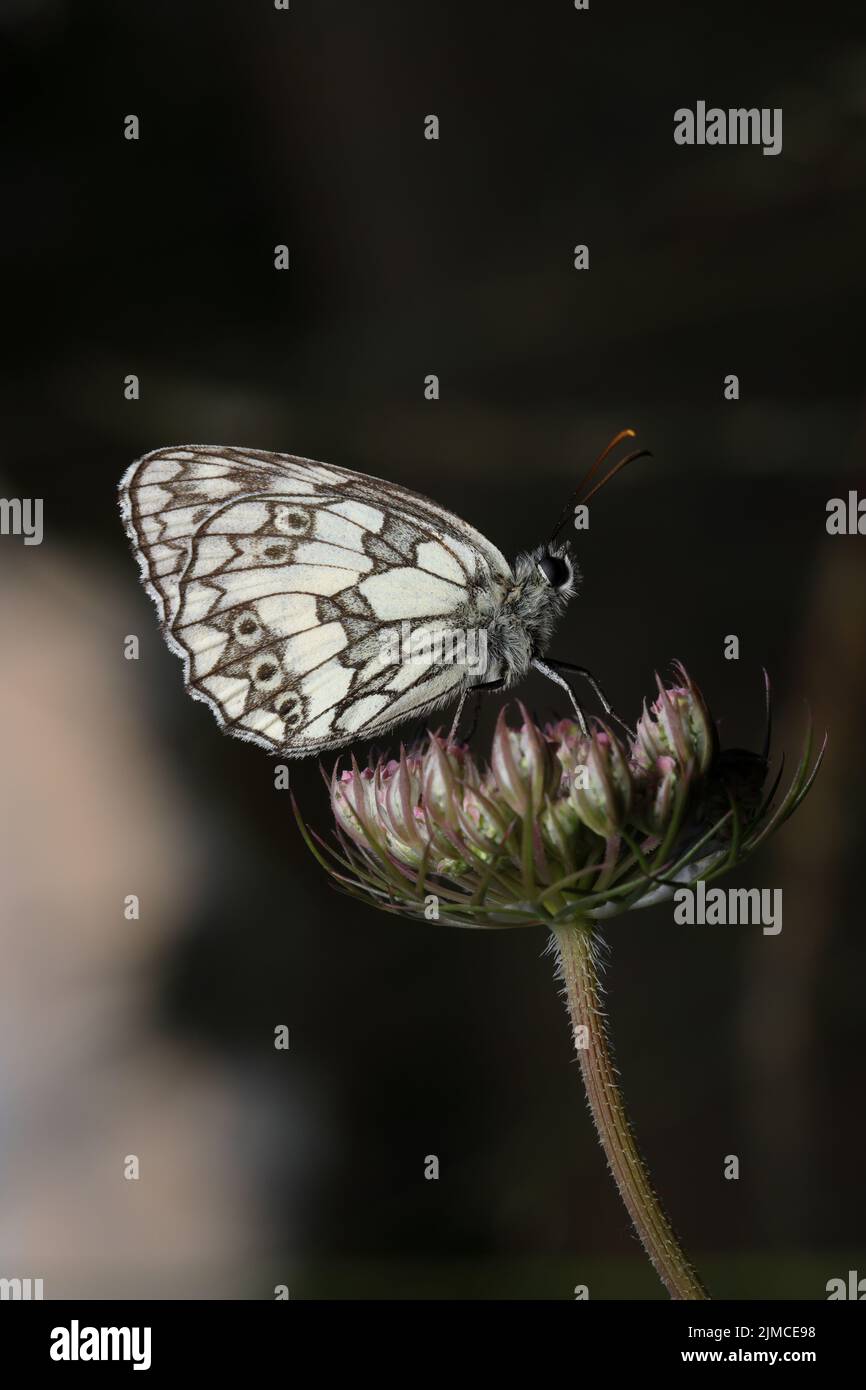 Melanargia galathea, das marmorierte Weiß, ist ein mittelgroßer Schmetterling aus der Familie der Nymphidae. Stockfoto