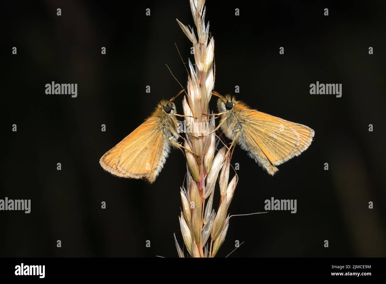 Kleine Skipper sind Schmetterlinge des Hochsommers. Obwohl sie einen Großteil ihrer Zeit damit verbringen, sich in der Vegetation zu sonnen oder auszuruhen, sind sie wunderbare Flieger. Stockfoto