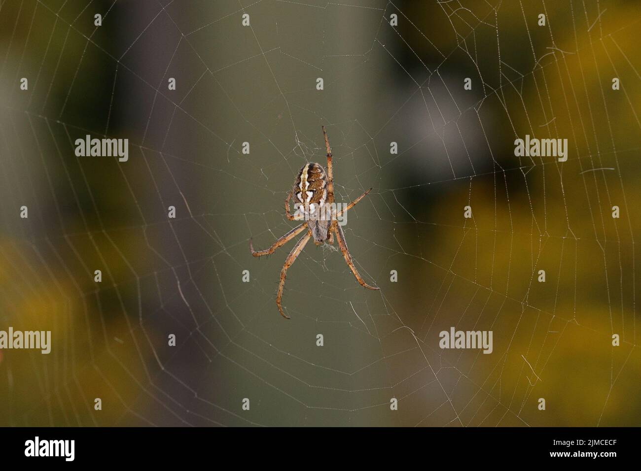 Neoscona adianta (umrandete Orbweaver) Eine mittelgroße Orbis-Netz-Spinne mit zwei fett weißen, schrägen Markierungen in der Mitte des Abdomens. Stockfoto
