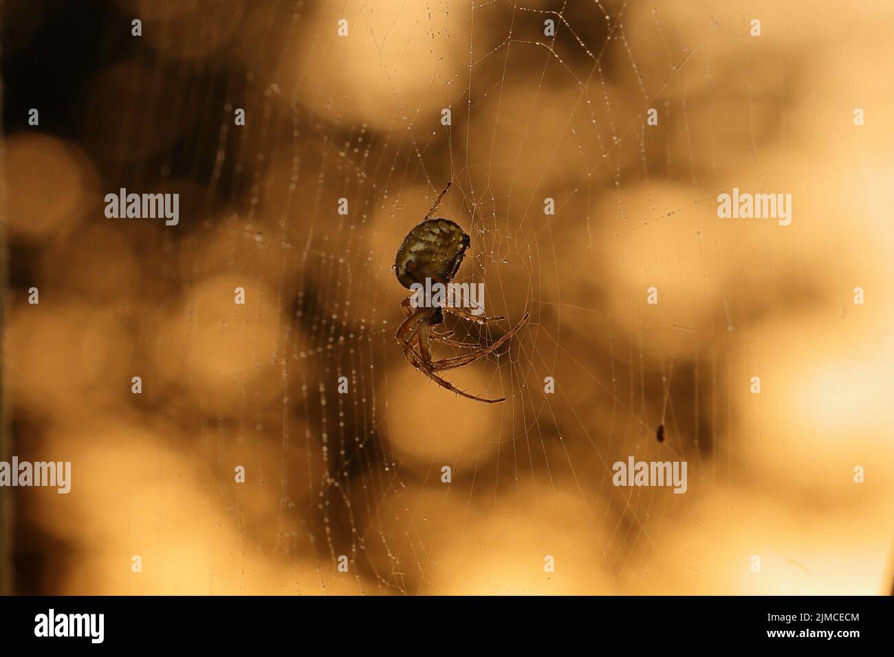 Neoscona adianta (umrandete Orbweaver) Eine mittelgroße Orbis-Netz-Spinne mit zwei fett weißen, schrägen Markierungen in der Mitte des Abdomens. Stockfoto