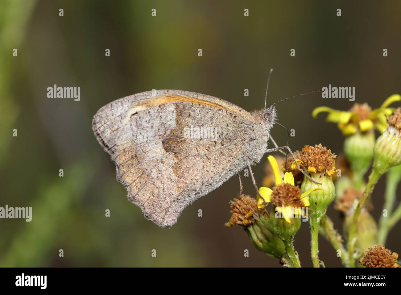 Der Meadow Brown ist die häufigste Schmetterlingsart in vielen Lebensräumen. Hunderte können an einigen Stellen zusammen gesehen werden, die tief über der Vegetation fliegen. Stockfoto
