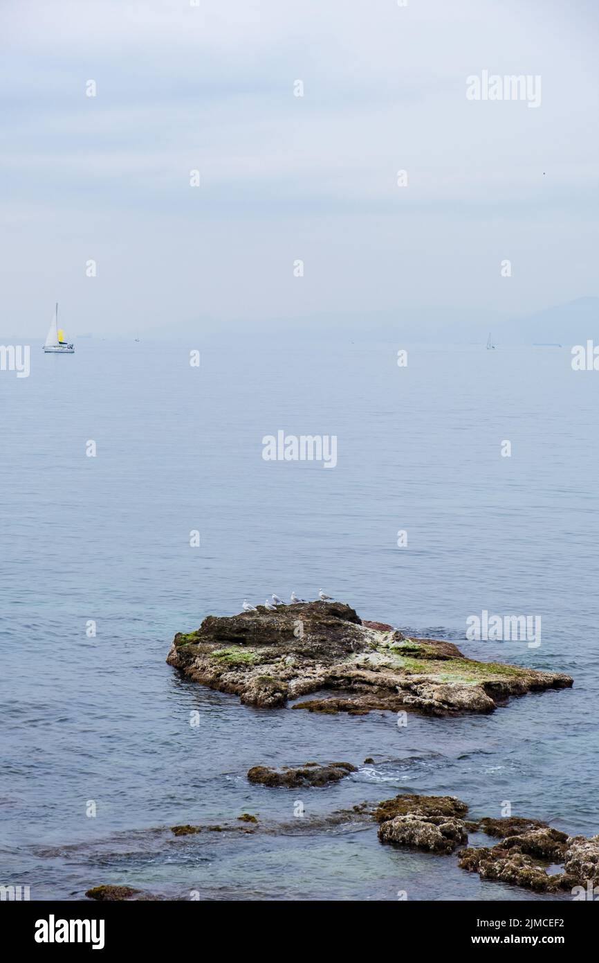 Möwen sitzen auf Felsen im blauen Meerwasser an einem nebligen Tag mit einem Segelboot in der Ferne. Vertikales Bild. Speicherplatz kopieren. Reisen, Stockfoto