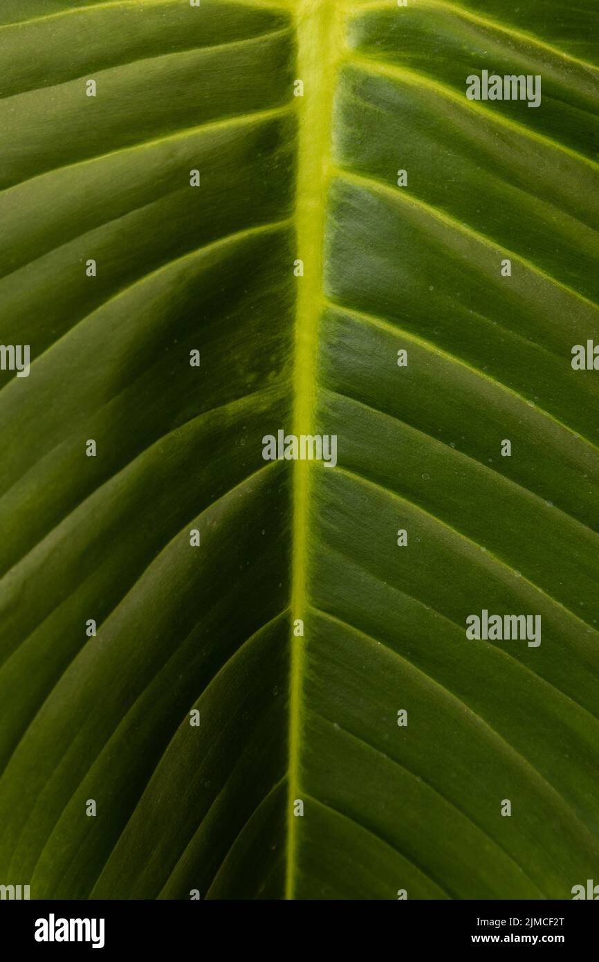 Makro von natürlichen und frischen Blättern, Detail der Natur Textur im Studio, Schönheit und natürliche Muster mit Linien Stockfoto