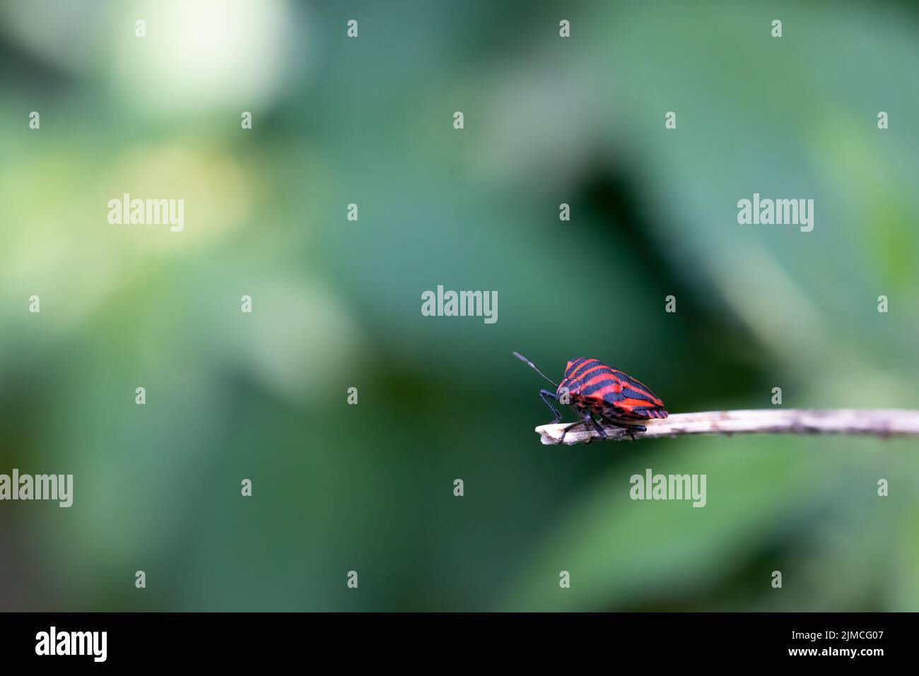 Ein einsamer Käfer auf einem kleinen Zweig im Tageslicht wartet auf Freunde. Rotes und schwarzes Schild, Makrofotografie Stockfoto