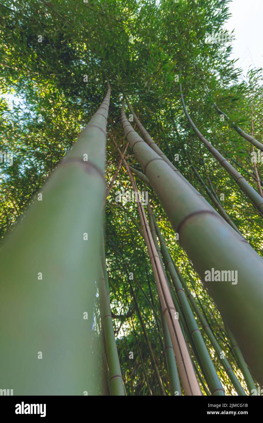 Ein Bambuswald mit Blick von unten Stockfoto