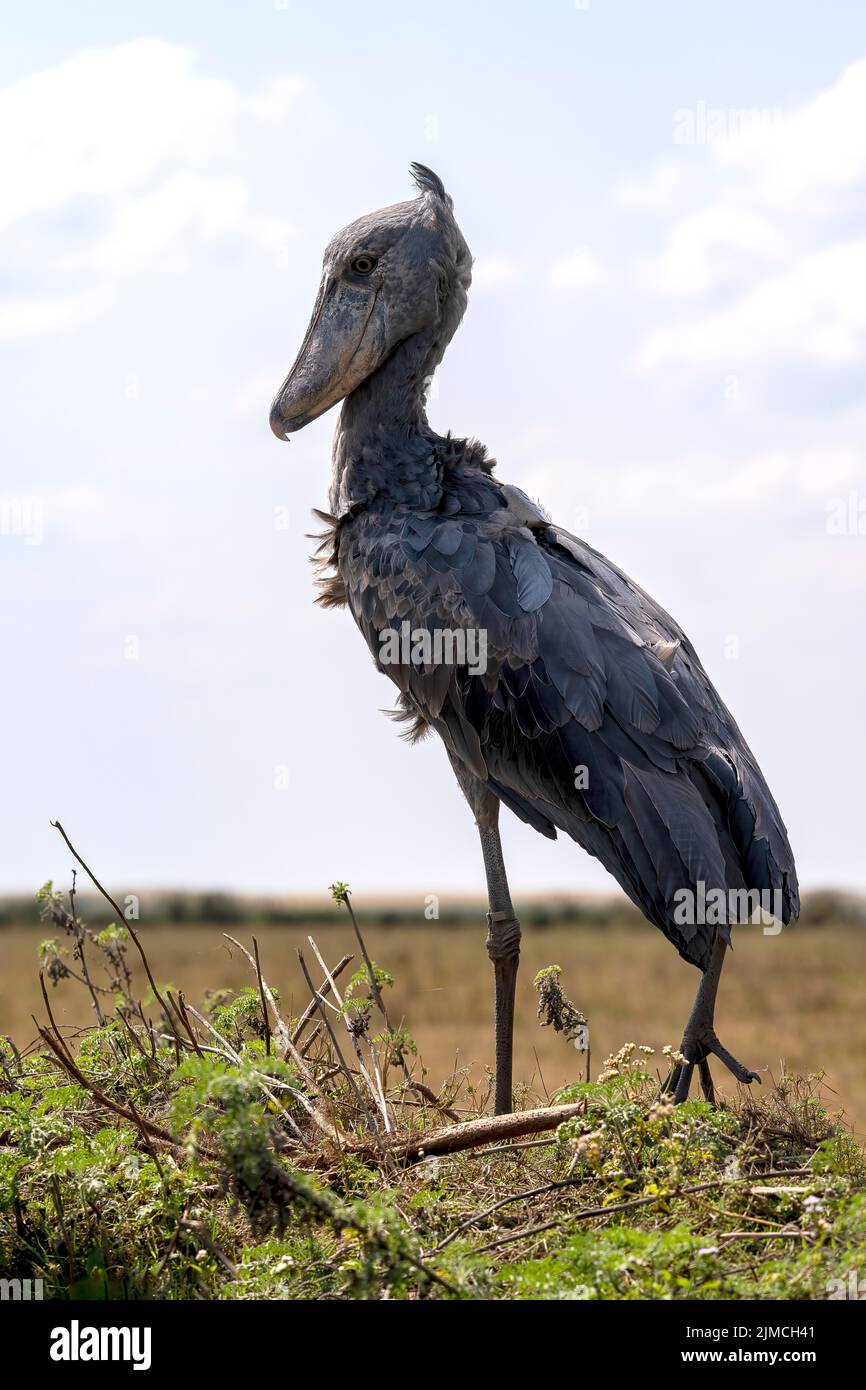 Schuhschnabel (Balaeniceps rex), auch Abu Markub, Bangweulu-Sümpfe, Sambia Stockfoto