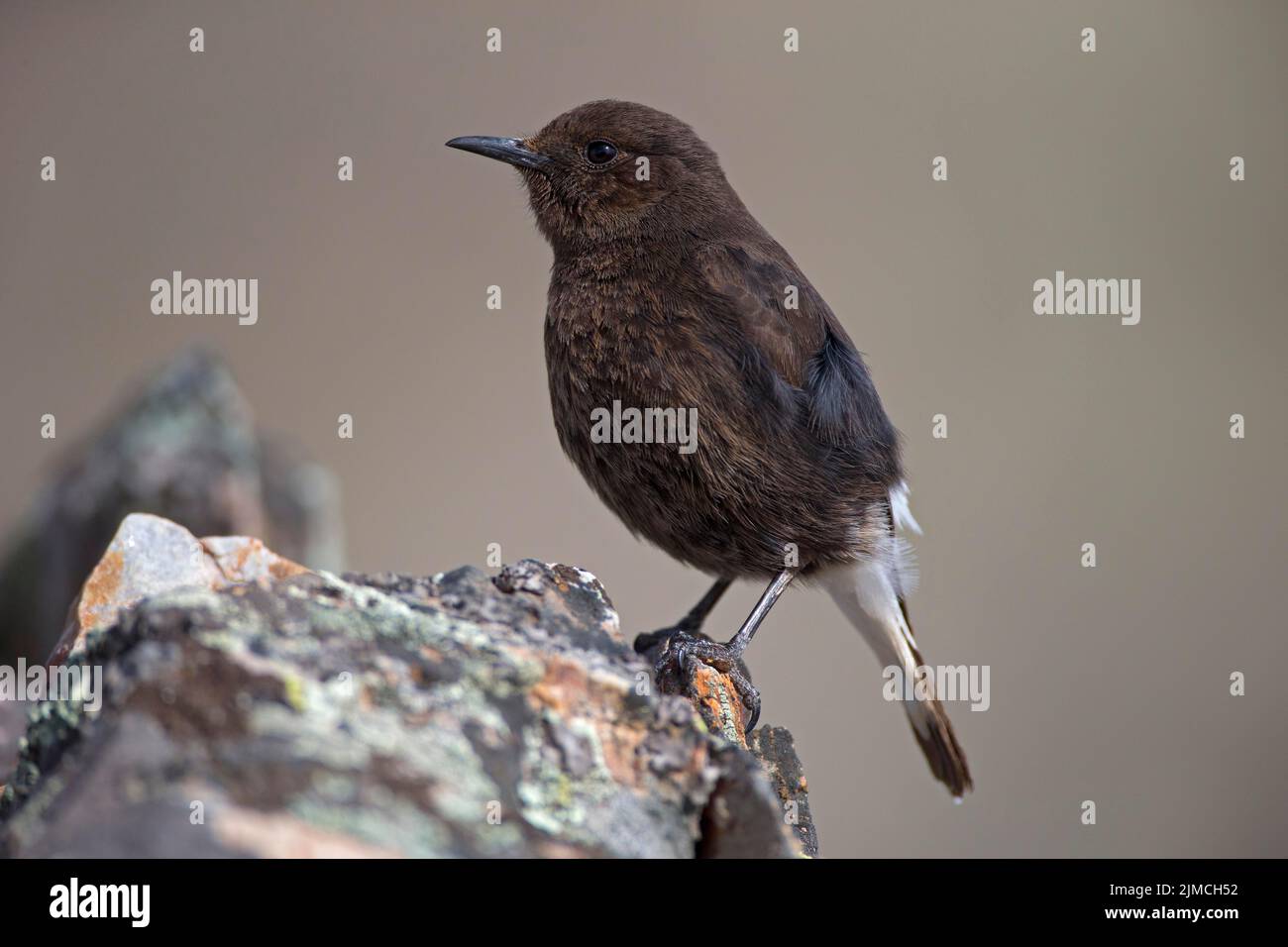 Black Wheatear (Oenanthe leucura), Extremadura, Spanien Stockfoto