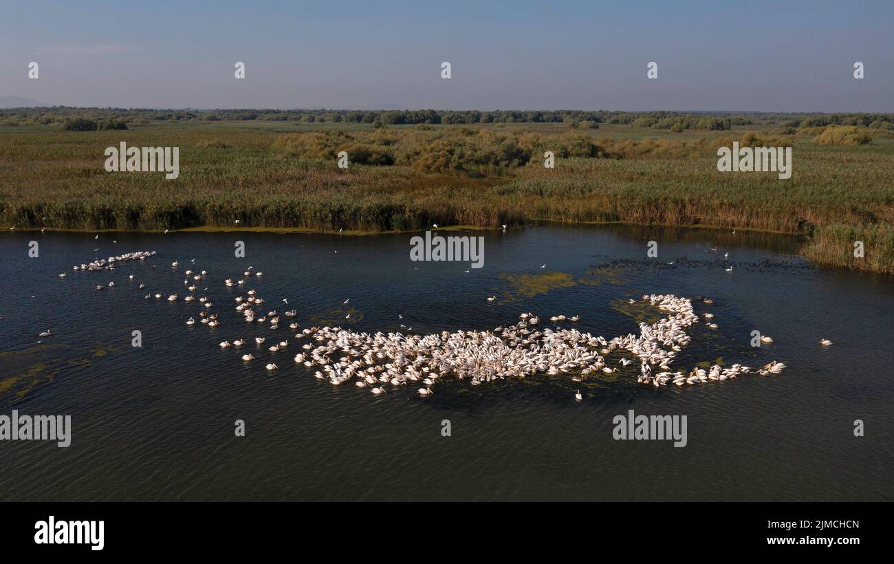 Großer weißer Pelikan (Pelecanus onocrotalus), große Flockfischerei, Drohnenaufnahme, Vogelperspektive, Luftaufnahme Biosphärenreservat Donaudelta, Rumänien Stockfoto