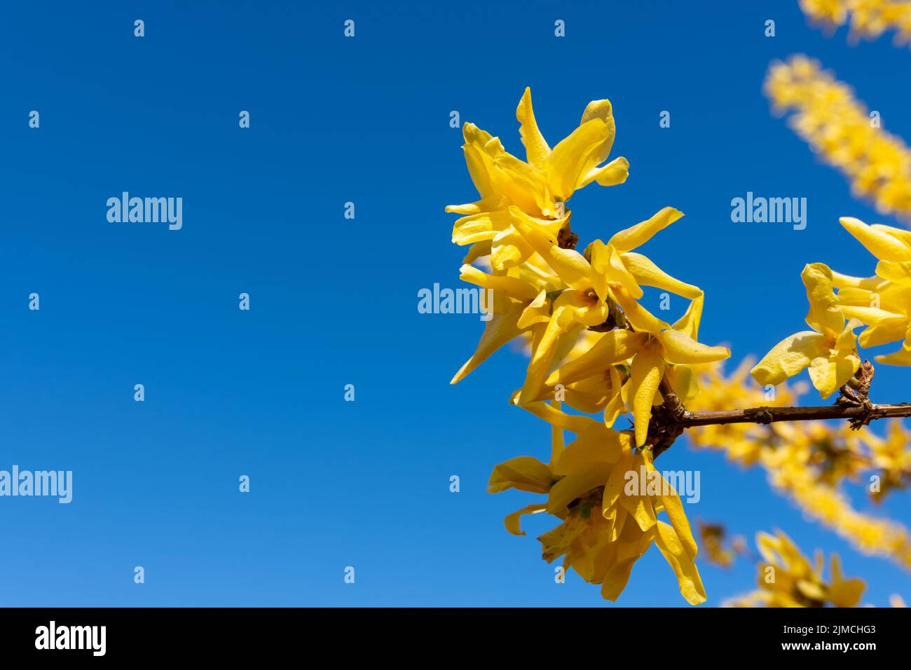 Gelbe Forsythia blüht im Frühjahr Stockfoto