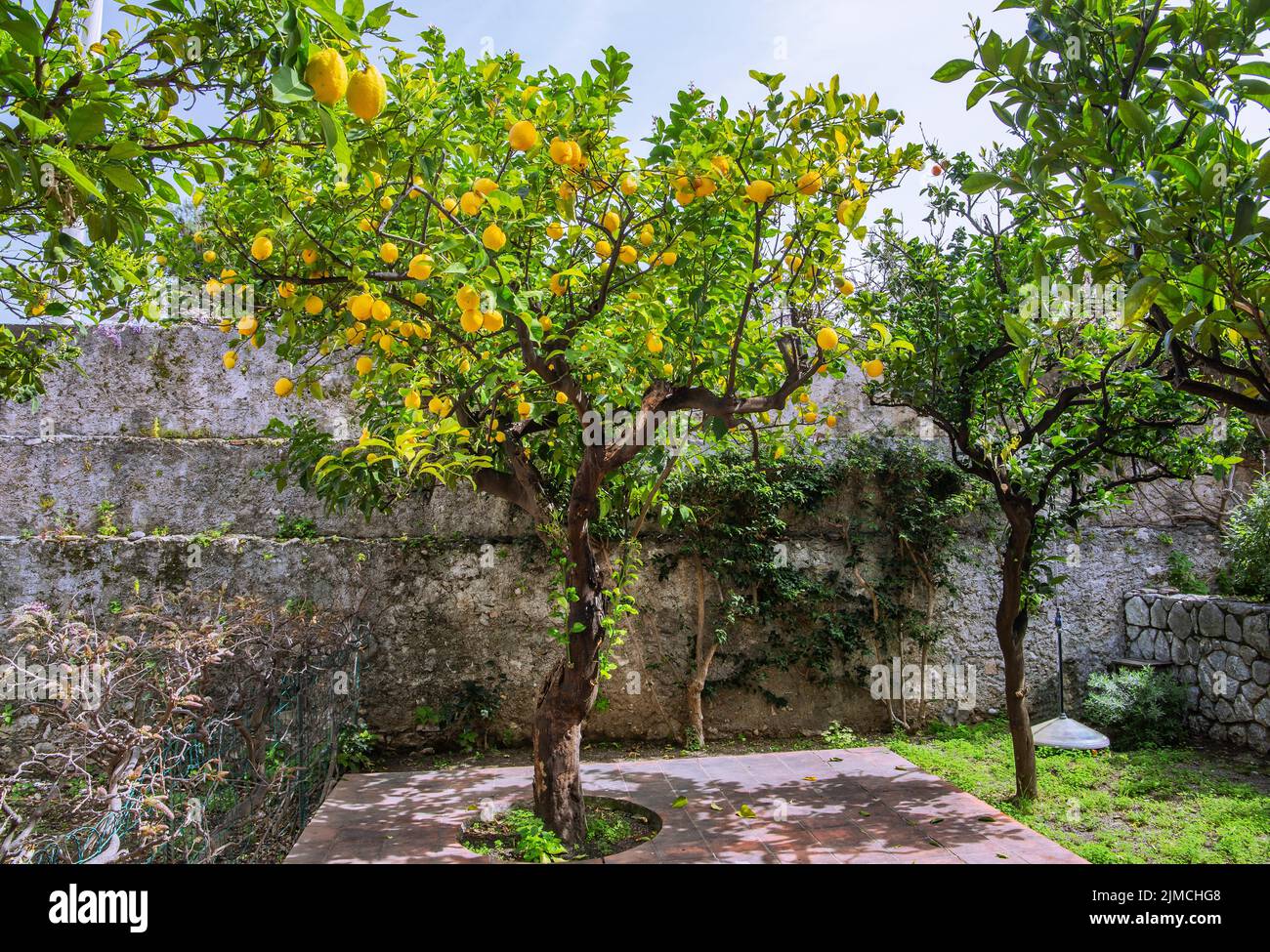 Zitronen, Zitronenbaum im Garten, Taormina, Ostküste, Sizilien, Italien Stockfoto