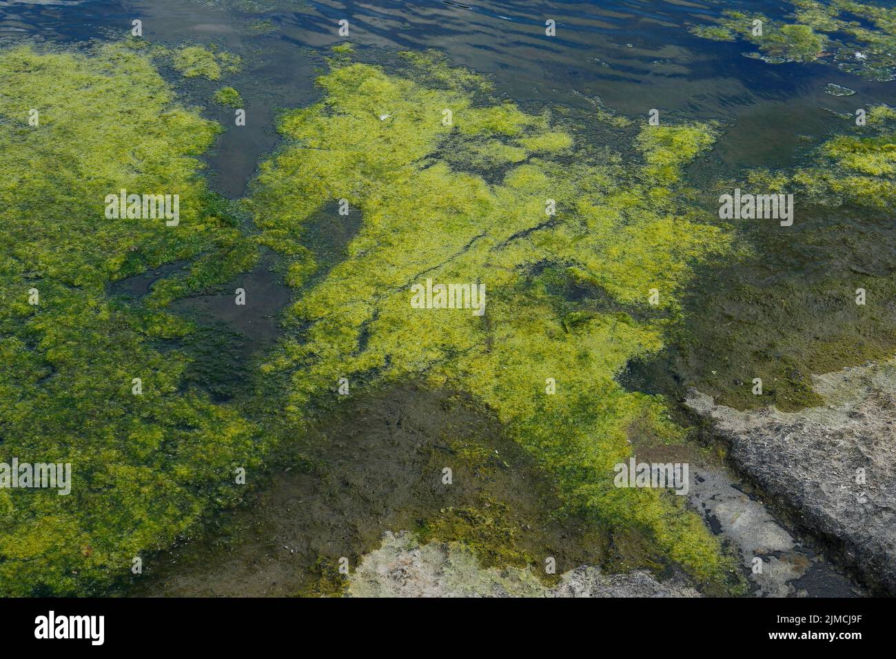 Umwelt, Algenbildung im Fluss, Provinz Quebec, Kanada Stockfoto