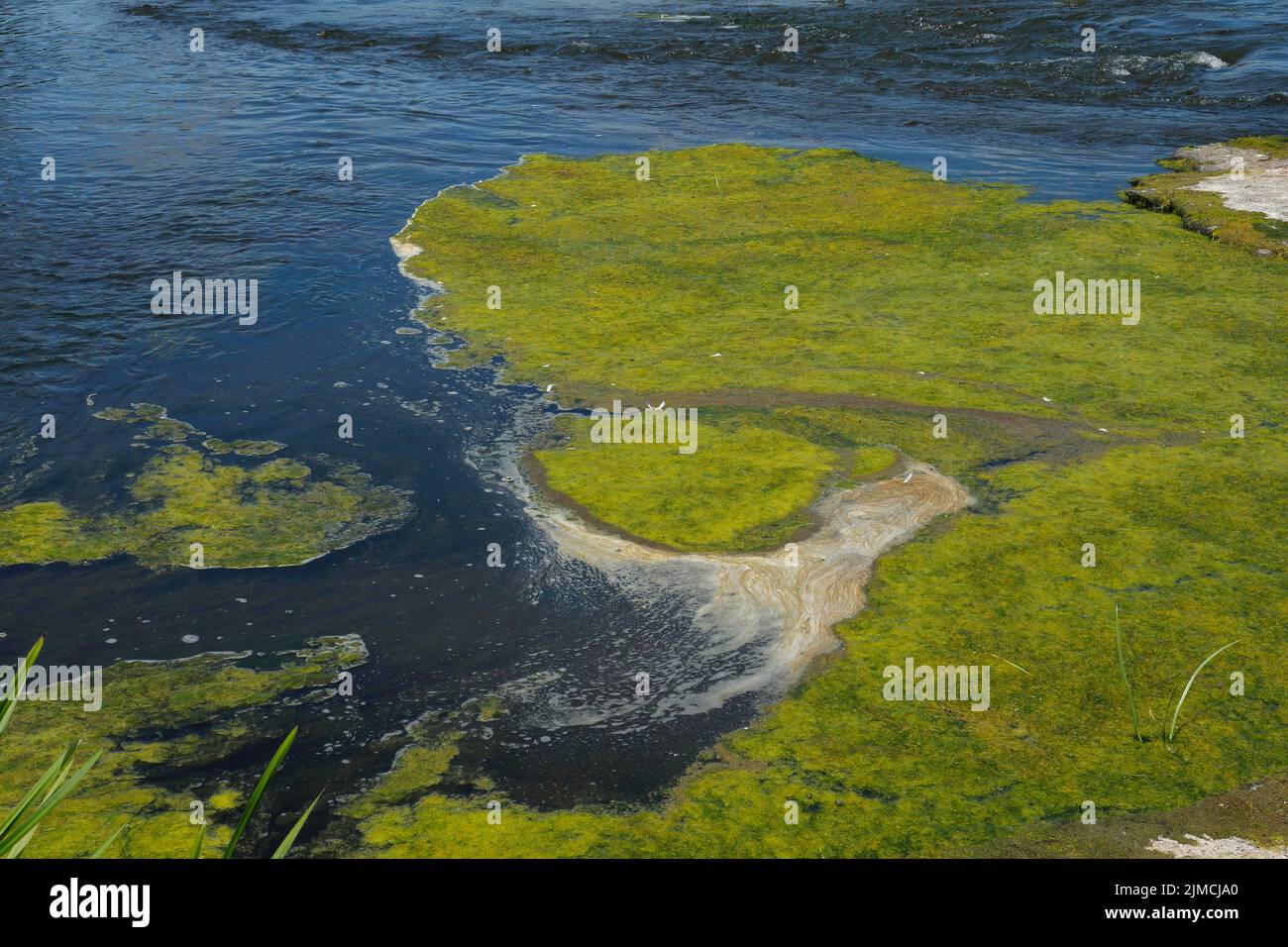 Umwelt, Algenbildung im Fluss, Provinz Quebec, Kanada Stockfoto